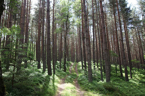 Inshriach Forest