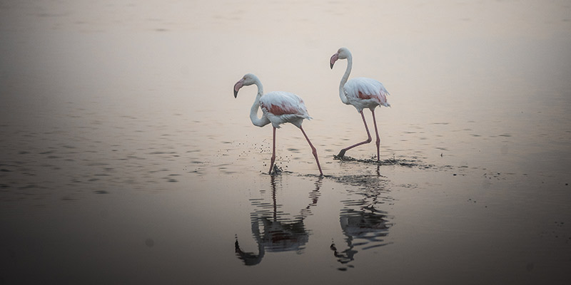 Gwilym Pugh flamingo