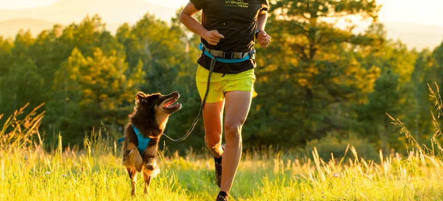 Trail running dog