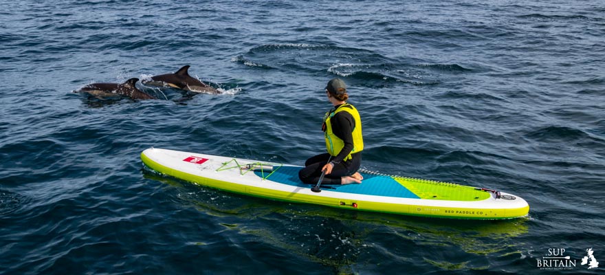 Stand up paddleboarding with dolphins