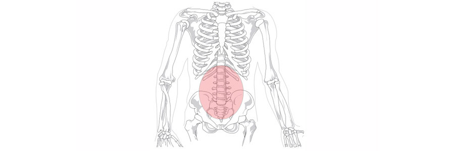 skeleton torso