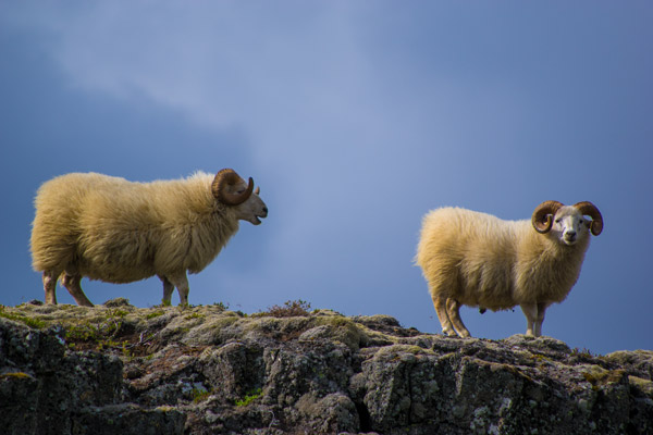 Two sheep on a hill